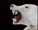 Image of Polar bear's head - showing teeth